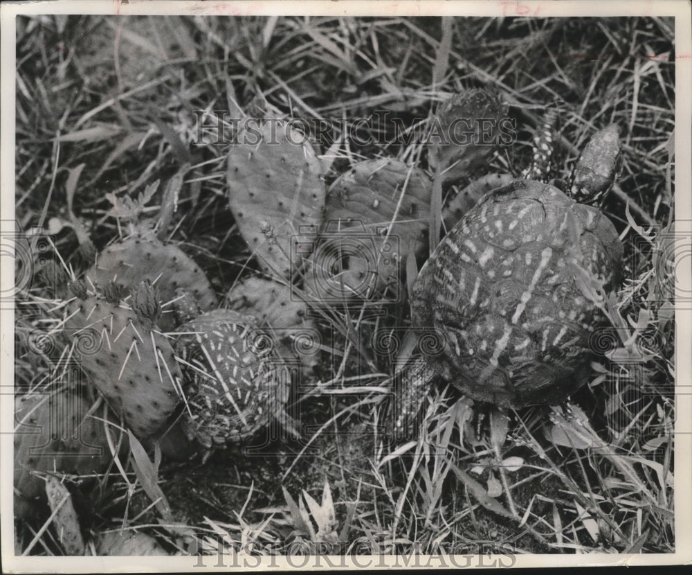 1963 Press Photo Land Turtles Camouflaged by Cacti in Wisconsin Desert