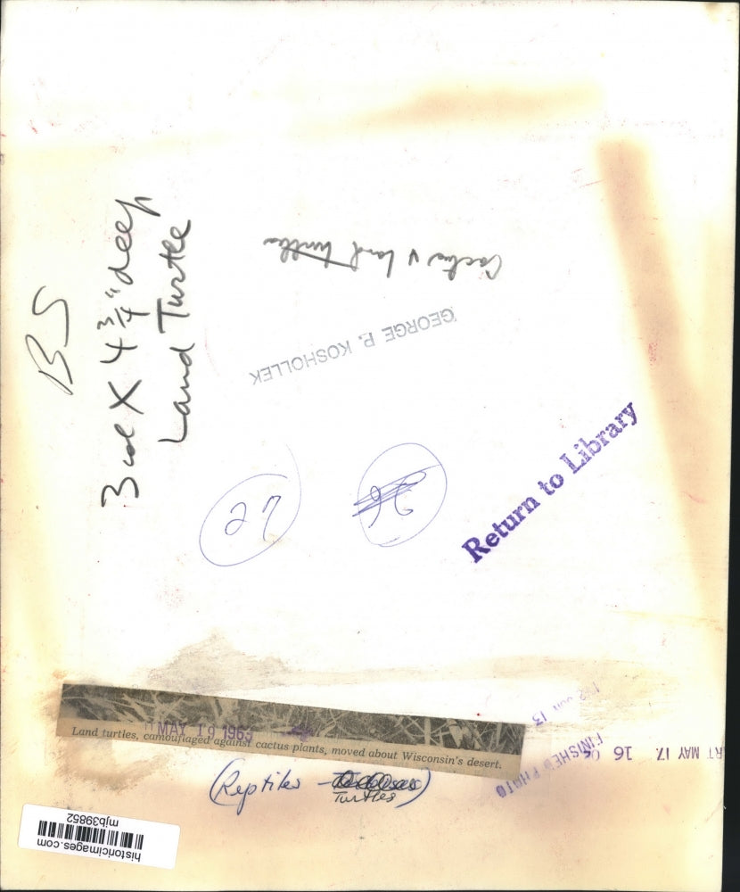 1963 Press Photo Land Turtles Camouflaged by Cacti in Wisconsin Desert