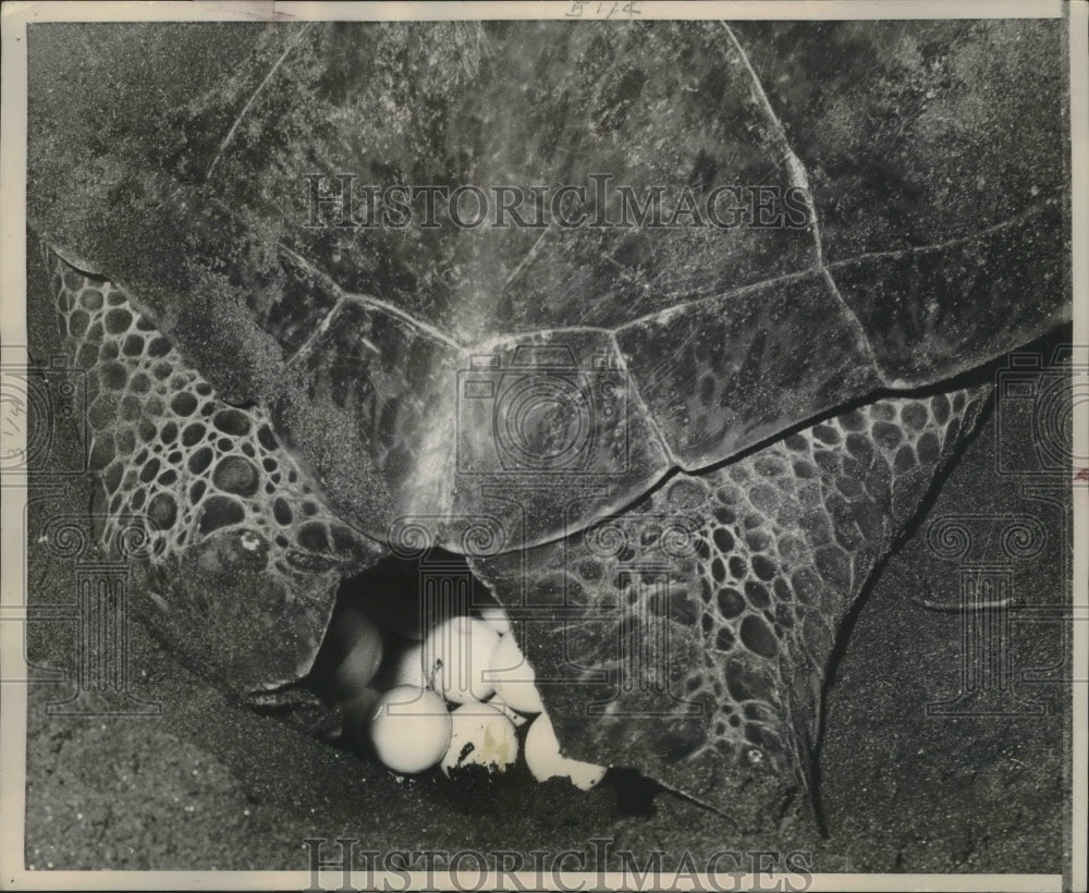 1960 Press Photo Activities of the Caribbean Conservation, hatching turtle eggs.