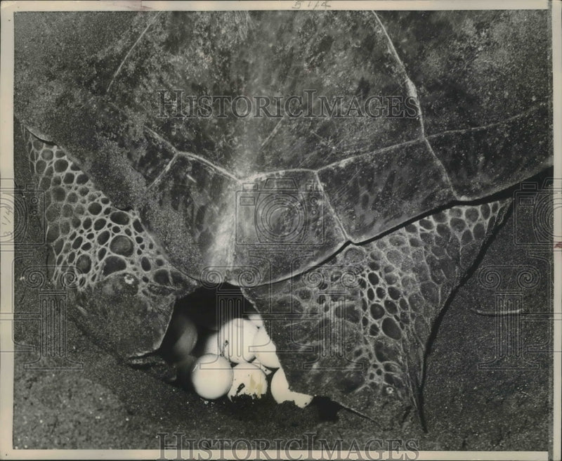 Load image into Gallery viewer, 1960 Press Photo Activities of the Caribbean Conservation, hatching turtle eggs.
