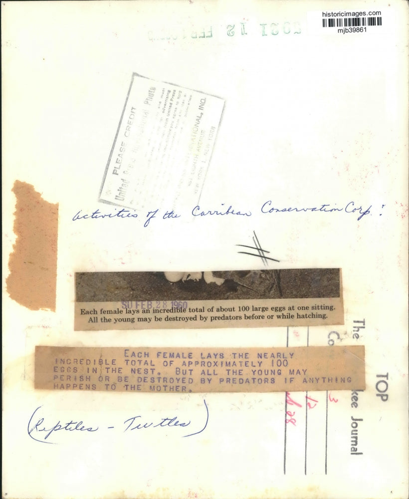 1960 Press Photo Activities of the Caribbean Conservation, hatching turtle eggs.