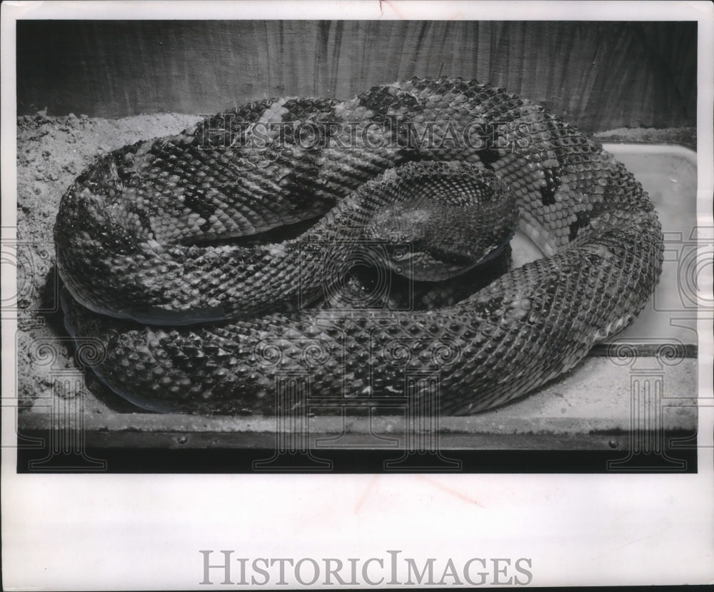 1955 Press Photo A bushmaster snake in its glass cage at museum - mjb39959