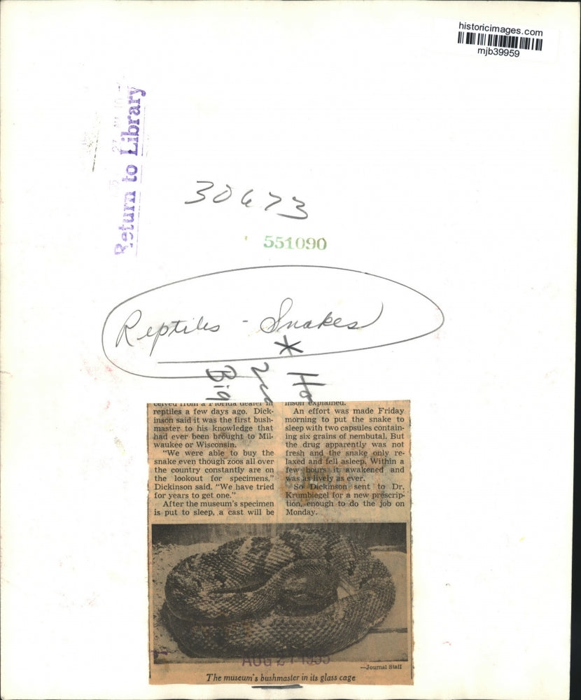 1955 Press Photo A bushmaster snake in its glass cage at museum - mjb39959