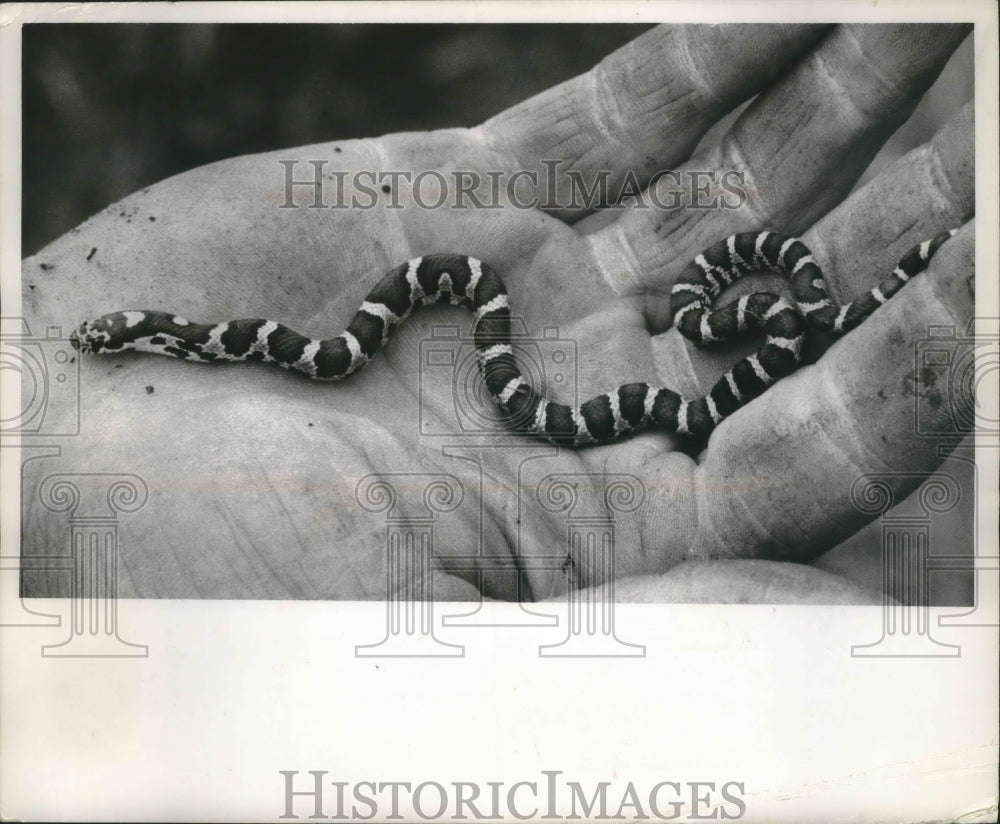 1963 Press Photo A milk snake is so small, it fits in the palm of a hand- Historic Images