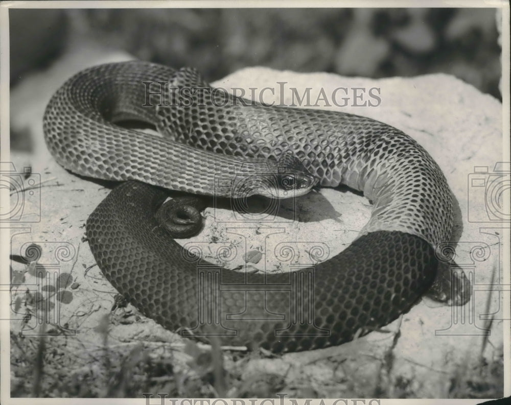 1954 Press Photo Hog-nosed snake near Alton, Illinois, shedding skin- Historic Images