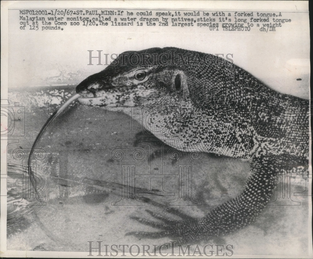 1967 Press Photo This reptile is a Malayan Monitor- Historic Images