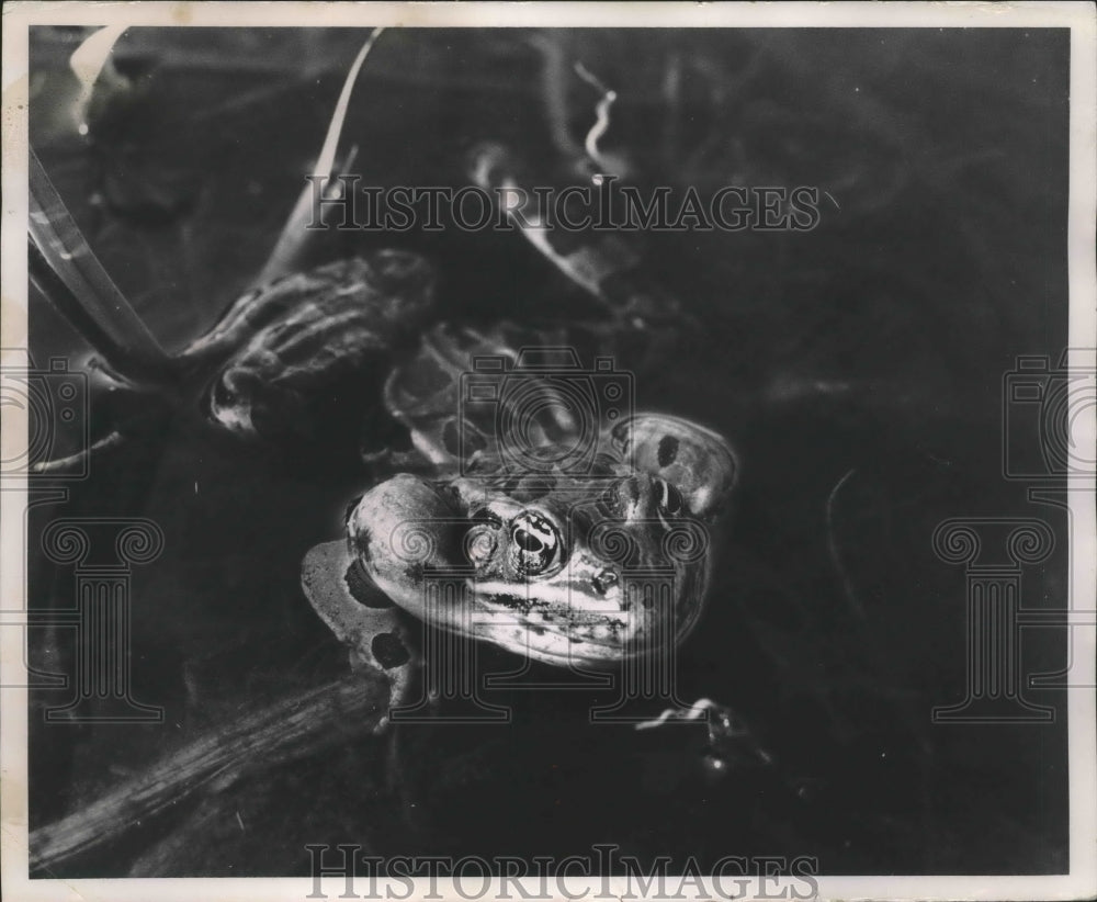 1961 Press Photo Wisconsin's Leopard Frog - mjb40110