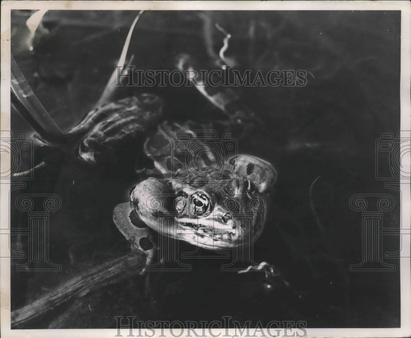 Load image into Gallery viewer, 1961 Press Photo Wisconsin's Leopard Frog - mjb40110
