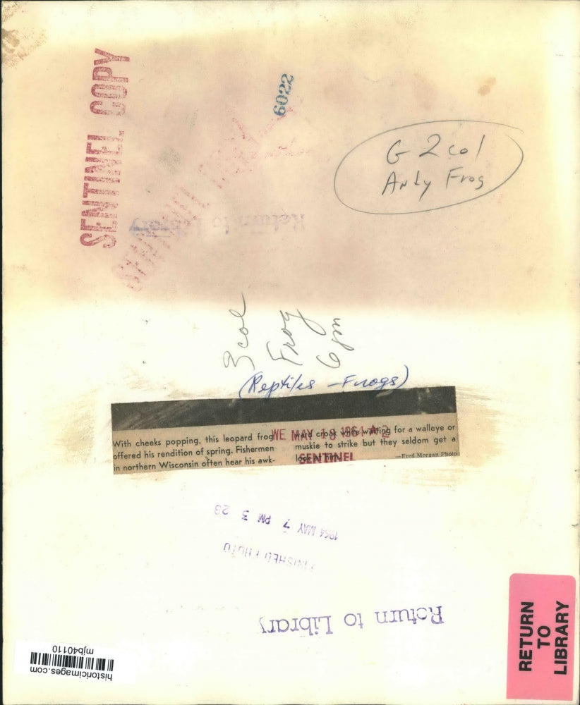 1961 Press Photo Wisconsin's Leopard Frog - mjb40110