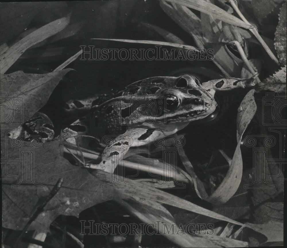 1969 Press Photo Leopard frog, out of hibernation - mjb40113- Historic Images