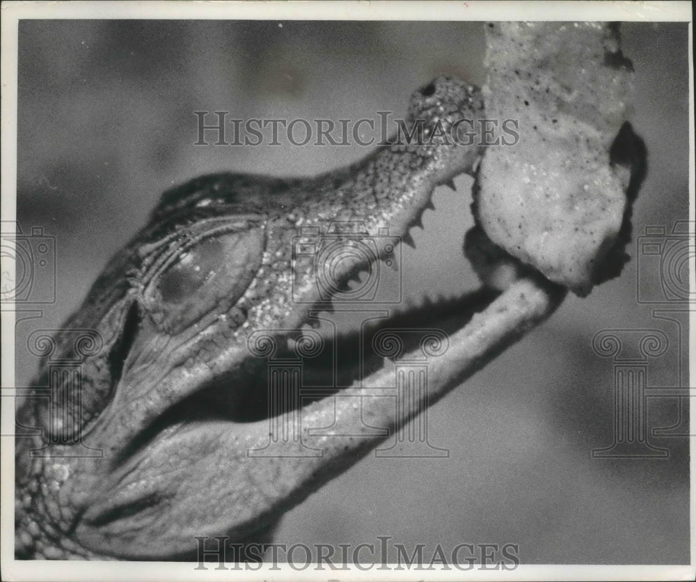 1967 Press Photo Leon is an alligator and is cared by Autumn Gessert.- Historic Images