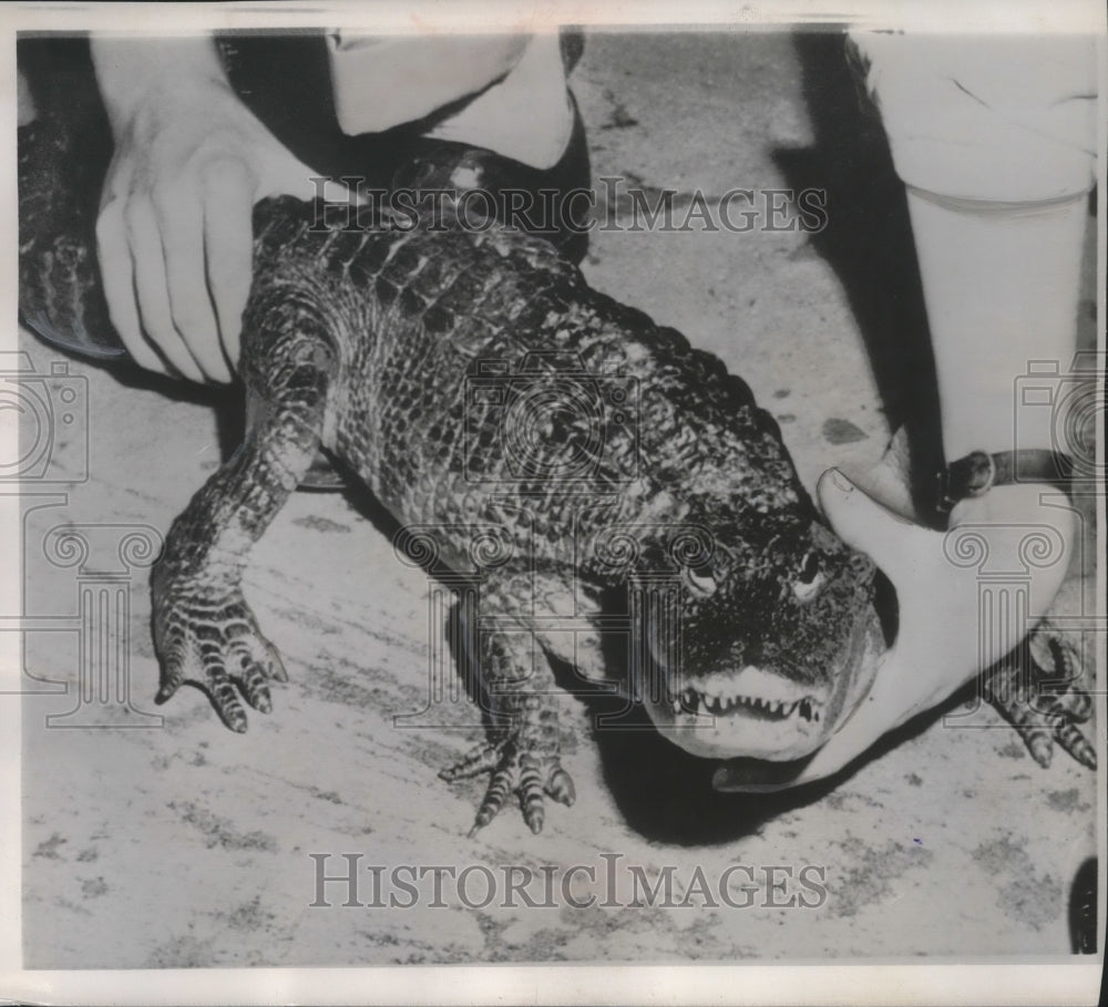 1956 Press Photo Chinese alligator latest addition to the Bronx zoo in New York