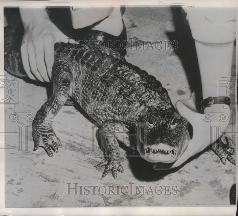 Load image into Gallery viewer, 1956 Press Photo Chinese alligator latest addition to the Bronx zoo in New York
