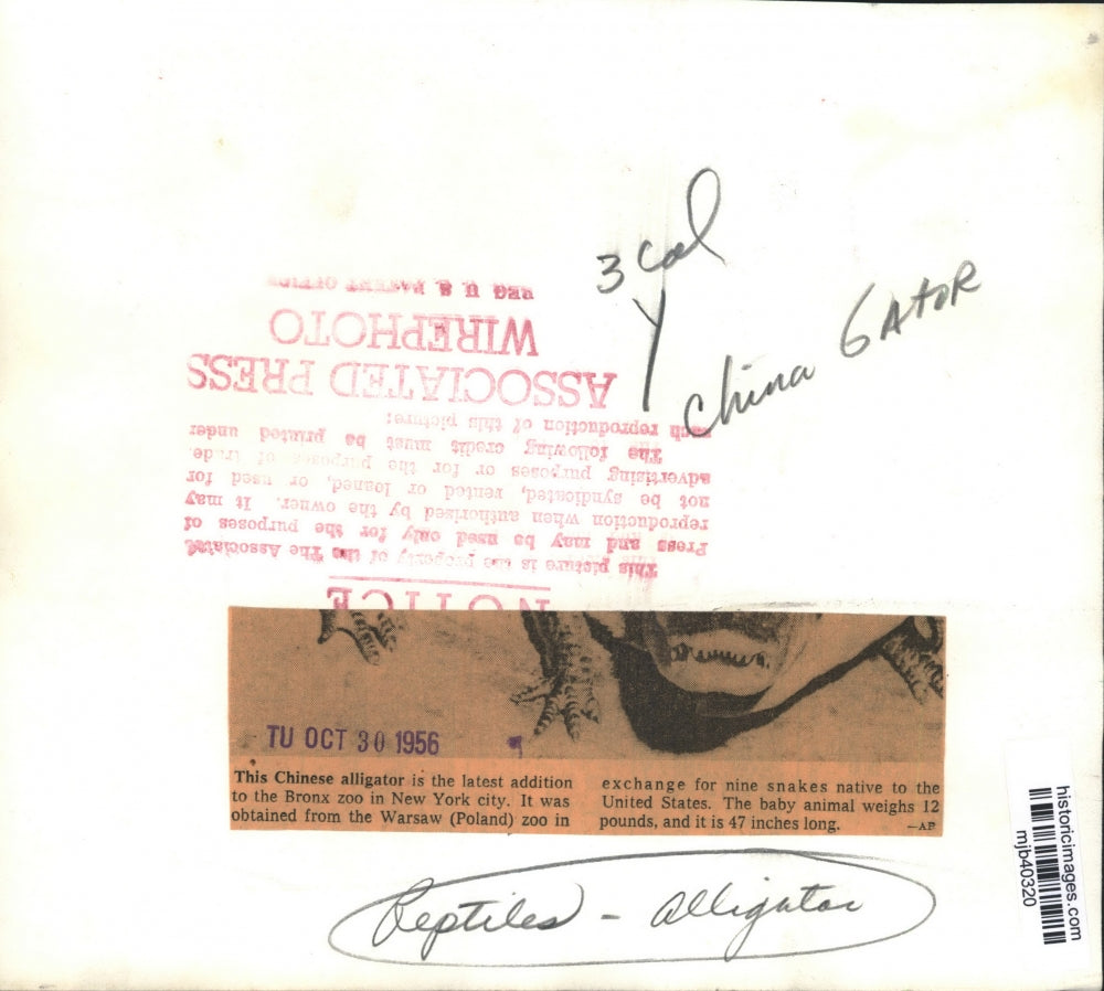 1956 Press Photo Chinese alligator latest addition to the Bronx zoo in New York