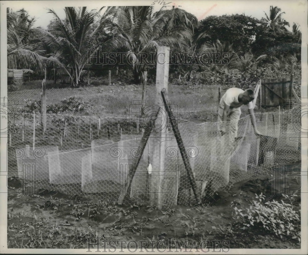 1960 Press Photo Caribbean Conservation Corp. turtle hatchery surrounded in wire- Historic Images