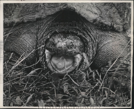 1965 Press Photo Snapping turtle found in a Wisconsin field - mjb40565- Historic Images