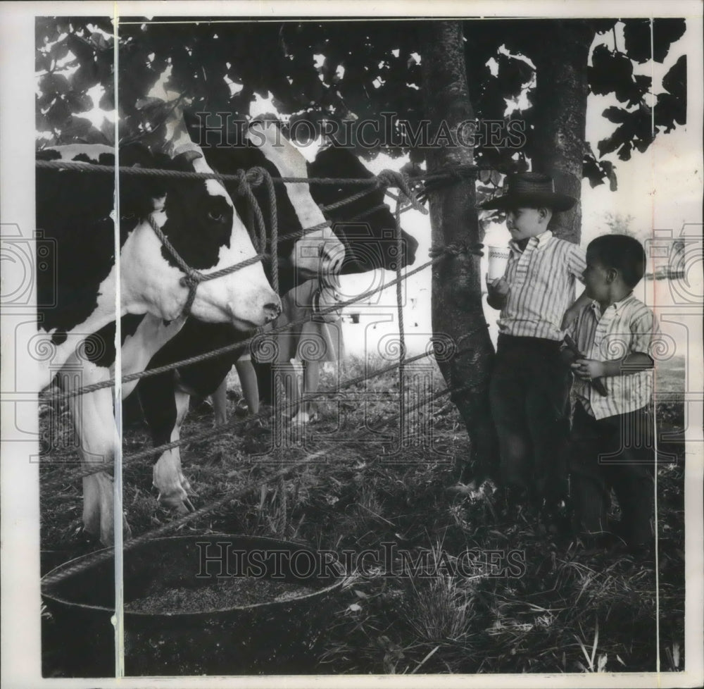 1963 Press Photo Juan and George Cruz with a trio of prize cows, Puerto Rico- Historic Images