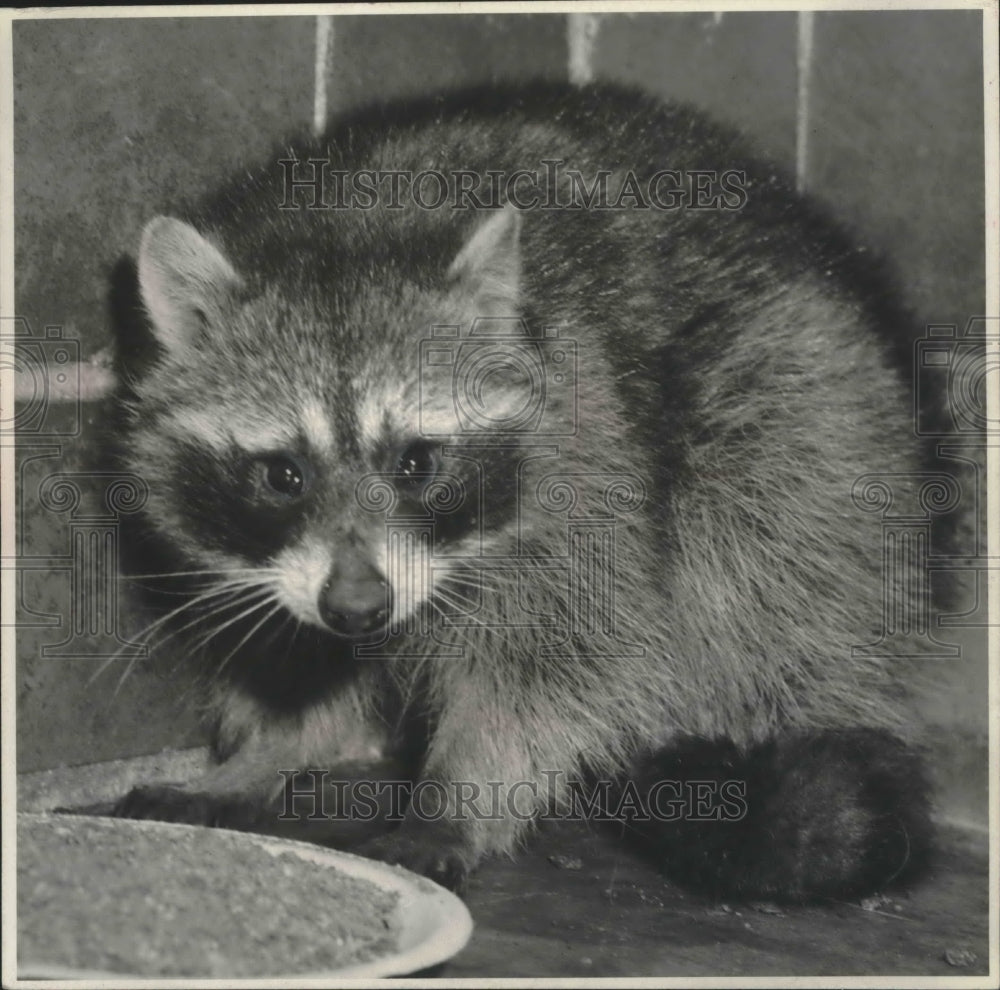 1951 Press Photo Raccoon&#39;s live in many urban areas - mjb42084