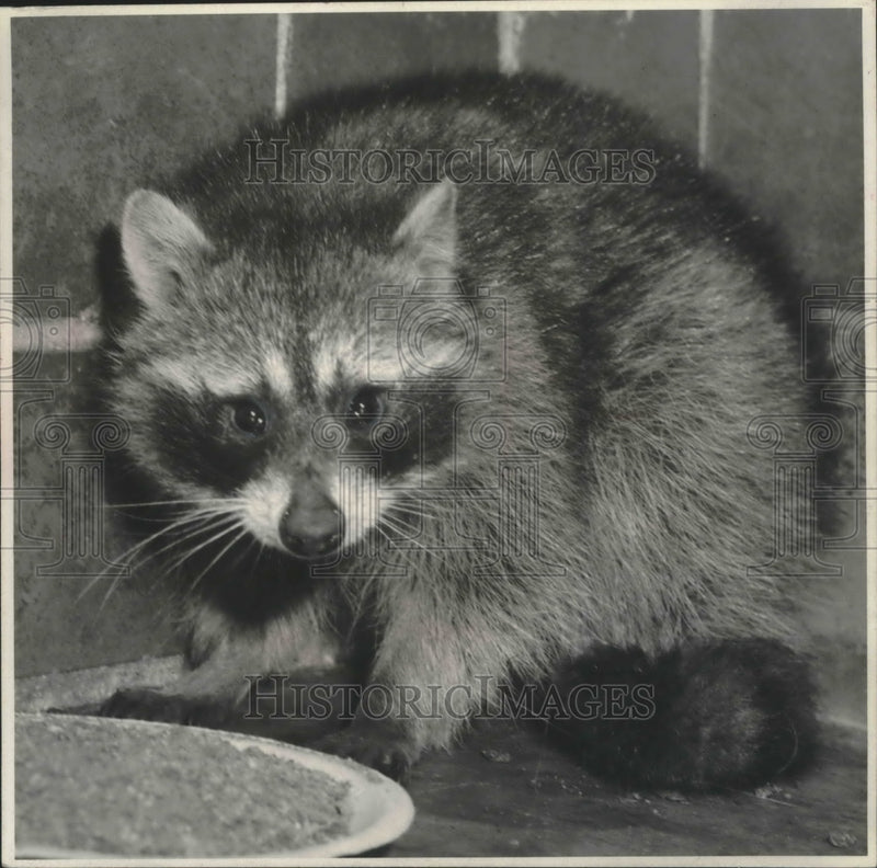 Load image into Gallery viewer, 1951 Press Photo Raccoon's live in many urban areas - mjb42084
