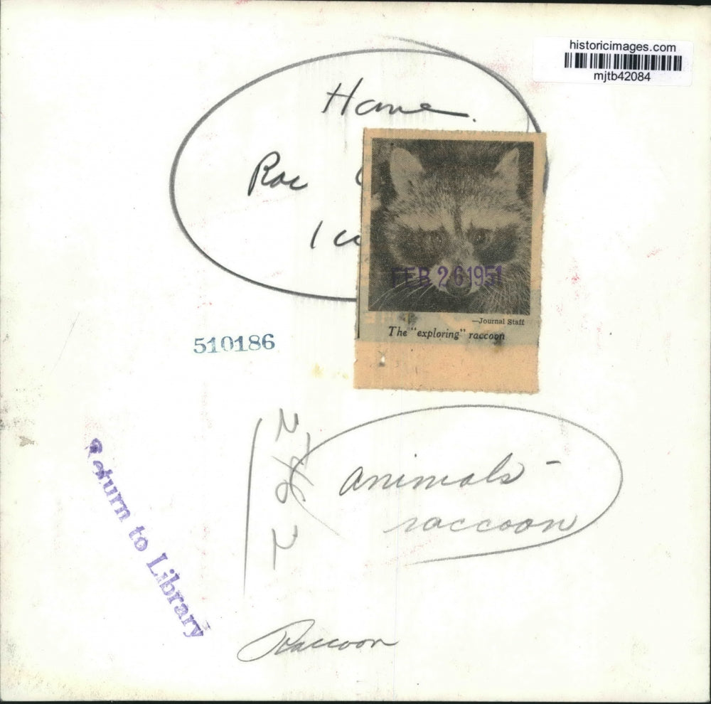 1951 Press Photo Raccoon's live in many urban areas - mjb42084