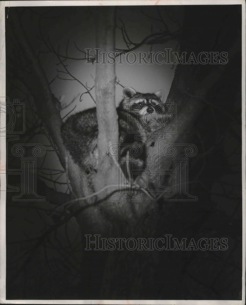 1955 Press Photo Racoon sits in tree in Southern Wisconsin- Historic Images