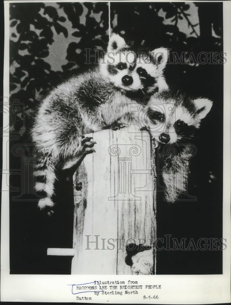 1966 Press Photo A pair of raccoons on a birdfeeder - mjb42322