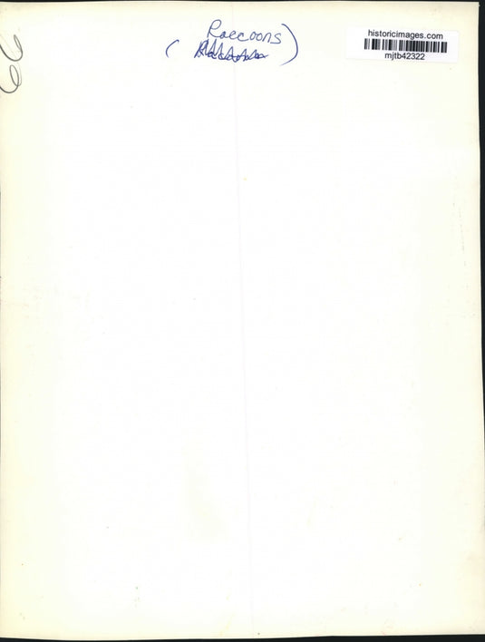 1966 Press Photo A pair of raccoons on a birdfeeder - mjb42322