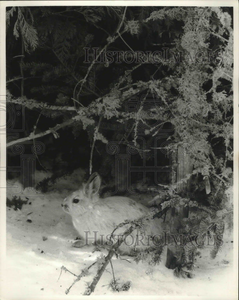 1985 Press Photo snowshoe hare blends in with the Wisconsin snow - mjb42539