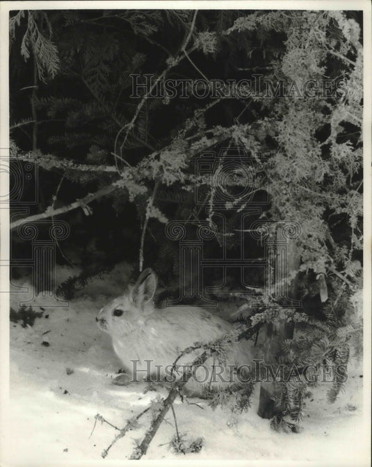 1985 Press Photo snowshoe hare blends in with the Wisconsin snow - mjb42539