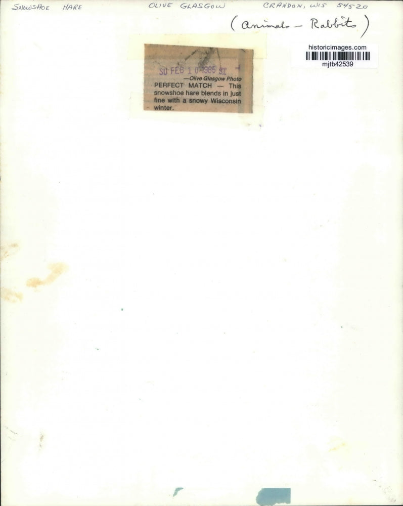 1985 Press Photo snowshoe hare blends in with the Wisconsin snow - mjb42539