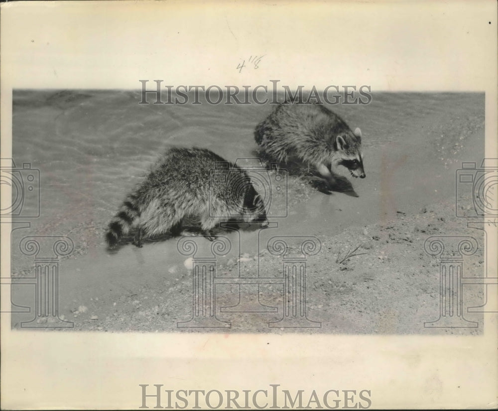 1958 Press Photo Raccoons paddling about the pond, looking for food.- Historic Images