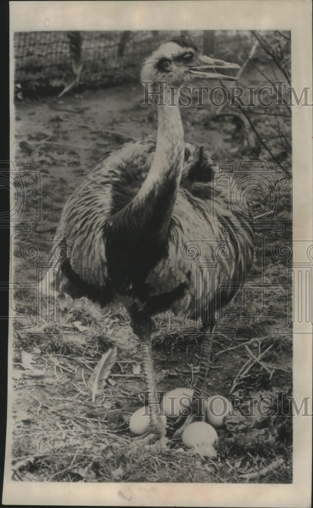 1953 Press Photo Darwin Rhea at the Bronx Zoo in New York - mjb43704