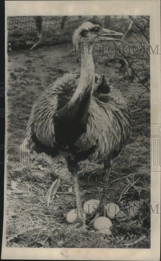 1953 Press Photo Darwin Rhea at the Bronx Zoo in New York - mjb43704