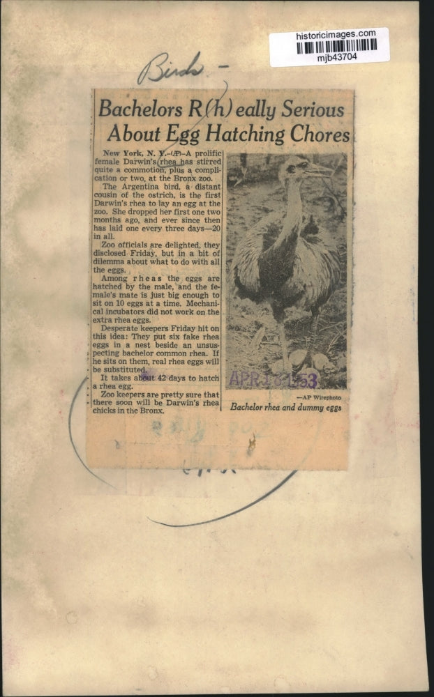 1953 Press Photo Darwin Rhea at the Bronx Zoo in New York - mjb43704