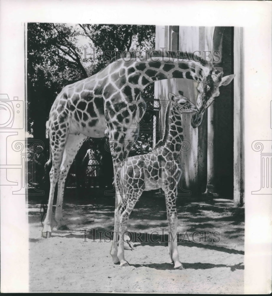 1956 Press Photo Astra, a giraffe in Rome zoo, nuzzles week old daughter, Maja- Historic Images