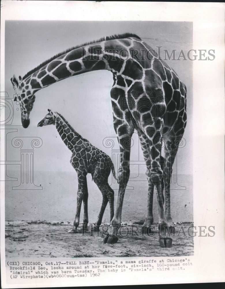 1962 Press Photo Pamela, a mama giraffe at Chicago's Brookfield Zoo with Admiral