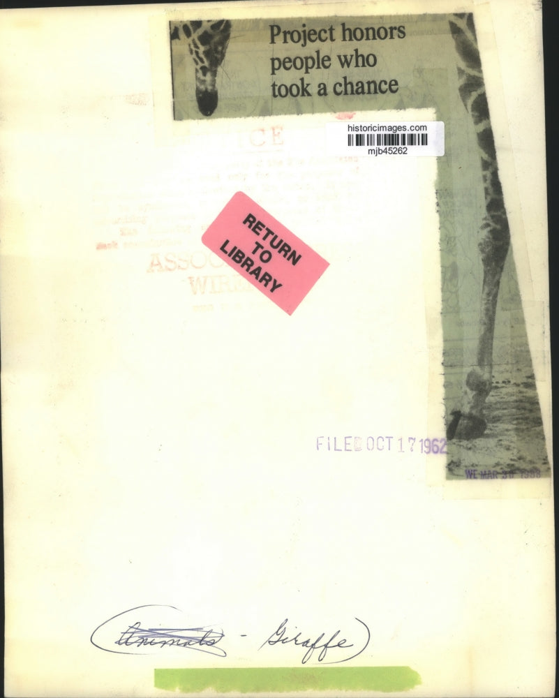 1962 Press Photo Pamela, a mama giraffe at Chicago's Brookfield Zoo with Admiral