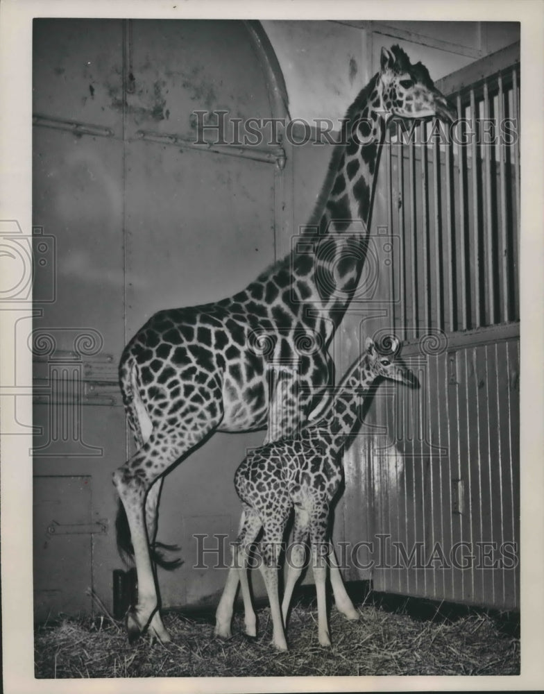 1960 Press Photo Anita and her mother Maud at the London Zoo, London, England- Historic Images