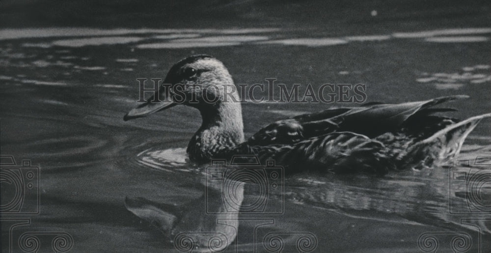 1984 Press Photo Lone duck on Fox River north of Frame Park, Waukesha.