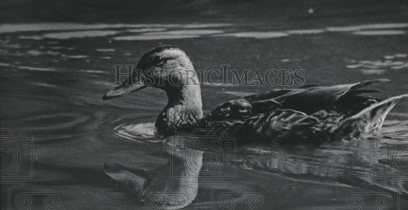 Load image into Gallery viewer, 1984 Press Photo Lone duck on Fox River north of Frame Park, Waukesha.
