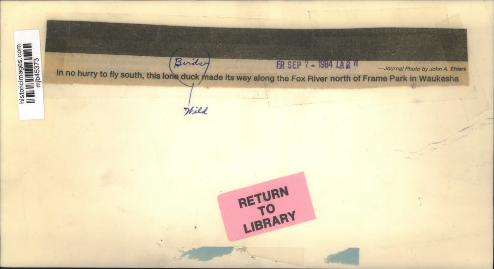 1984 Press Photo Lone duck on Fox River north of Frame Park, Waukesha.