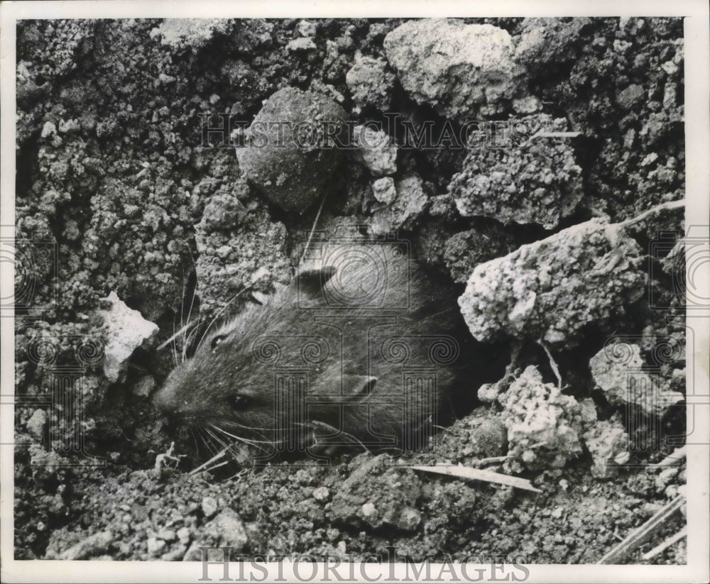 1968 Press Photo A gassed rat sneaks out of a pile of rubble in Milwaukee.- Historic Images