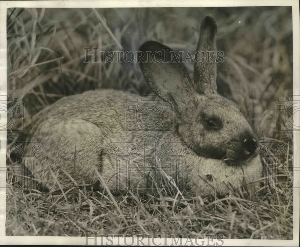 1941 Press Photo Rabbit resting in the grass at Milwaukee County Zoo- Historic Images