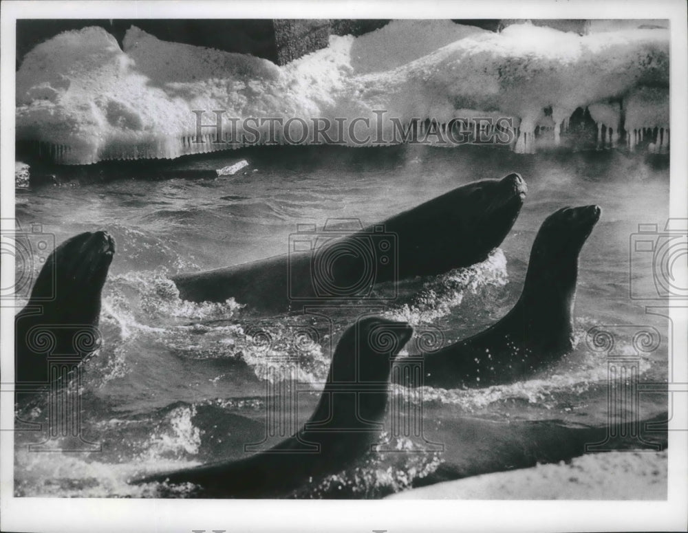 1971 Press Photo Sammy and Stella and other sea lions in zoo pool, Milwaukee.