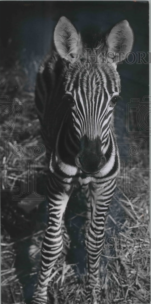 1965 Press Photo A baby Chapman&#39;s zebra at Milwaukee County Zoo.- Historic Images