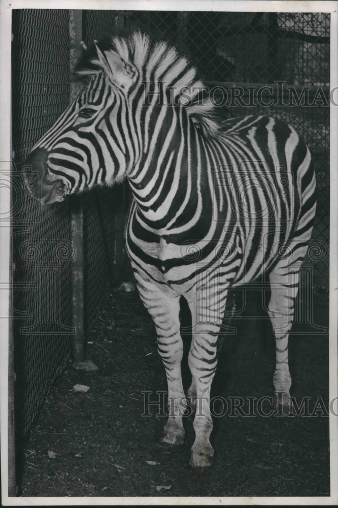 1946 Press Photo Newcomer to the zoo a six year old Grant Zebra, Milwaukee.- Historic Images