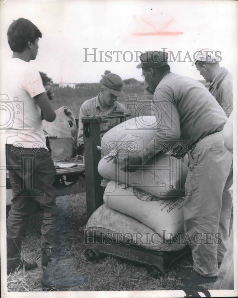 Load image into Gallery viewer, 1956 Press Photo Indians weigh grain for sale at market, buyers will bid.
