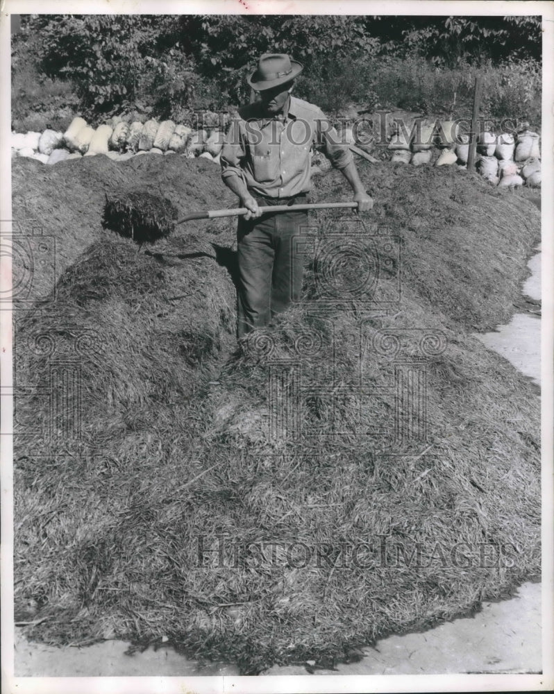 1956 Press Photo Worker preparing kernels for preparation for roasting.