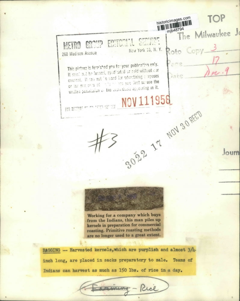 1956 Press Photo Worker preparing kernels for preparation for roasting.