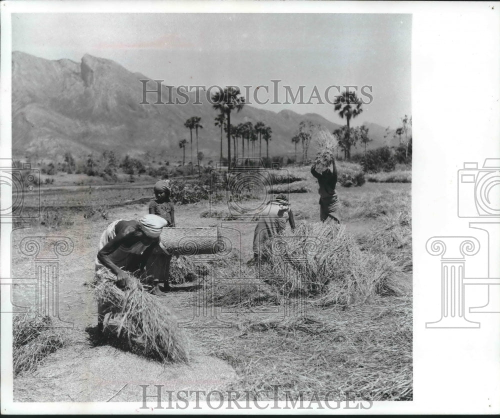 1965 Press Photo Women cut and gather rice crop- Historic Images